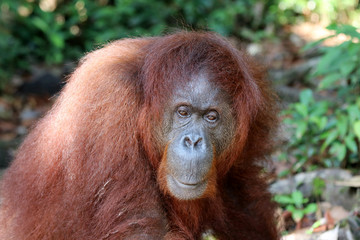 Borneo-Orang-Utan (Pongo pygmaeus) - Semenggoh Borneo Malaysia Asia