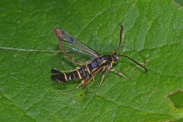 Synanthedon tipuliformis (CLERCK, 1759) Johannisbeer-Glasflügler DE, Leverkusen-Opladen 26.05.2012