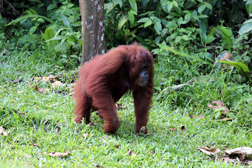 Obraz premium Borneo-Orang-Utan (Pongo pygmaeus) - Semenggoh Borneo Malaysia Asia