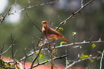 bird on branch
