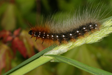 Arctia caja (LINNAEUS, 1758) Brauner Bär, Raupe DE, Mosel, Kröv 19.05.2012