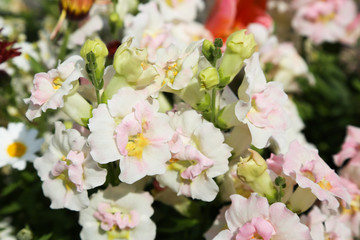 キンギョソウ・トゥイニー・アップルブロッサム