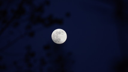 Vollmond durch die Zweige eines Baumes bei Nacht