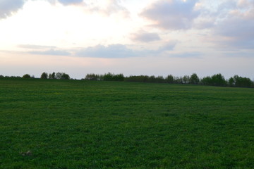 Green grass in the meadow at sunset in spring.