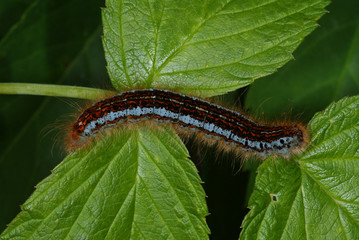 Malacosoma castrensis (LINNAEUS, 1758) Wolfsmilch-Ringelspinner , Raupe DE, Mosel, Kröv 29.05.2012