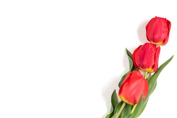 Obraz premium a bouquet of tulips on a white background. tulips isolate