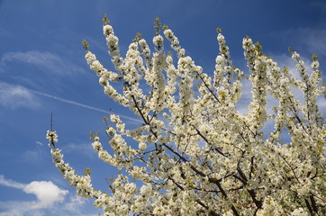 blooming apple tree branches in spring