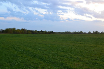 Fototapeta na wymiar Green grass in the meadow at sunset in spring.