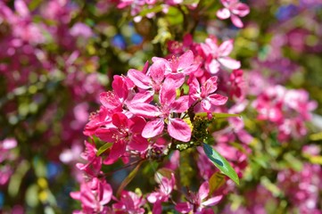 Colourful Pink Blossom.