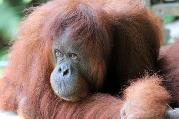 Borneo-Orang-Utan (Pongo pygmaeus) - Semenggoh Borneo Malaysia Asia