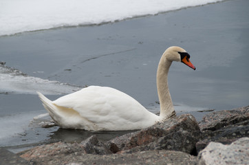 Fototapeta premium swan on the lake