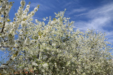 blooming apple tree branches in spring