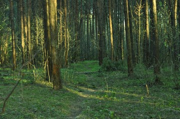 Немного природы