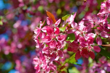 Colourful Pink Spring Blossom.