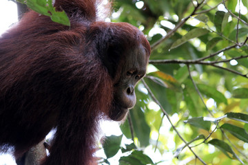 Borneo-Orang-Utan (Pongo pygmaeus) - Semenggoh Borneo Malaysia Asia
