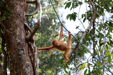 Borneo-Orang-Utan (Pongo pygmaeus) - Semenggoh Borneo Malaysia Asia