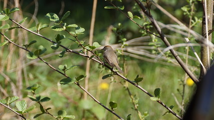 Mönchsgrasmücke weiblich auf einem Erlenzweig