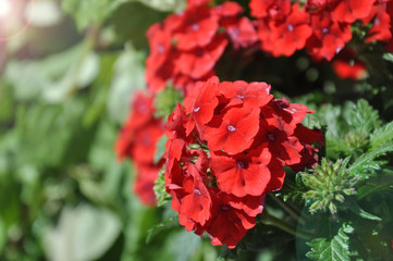 Close up on Verbena. Pink Verbena Hybrida blooming
