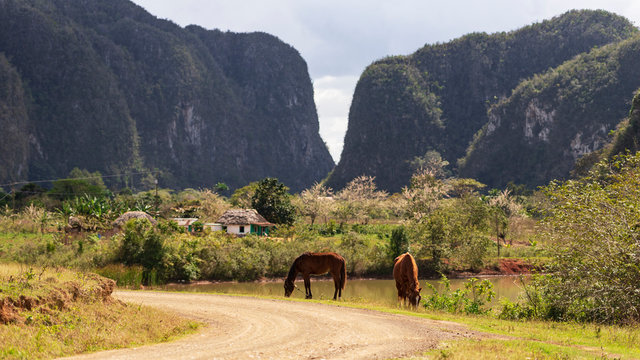 landscape in vinales with horses in the mountains