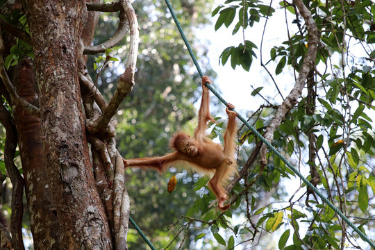 Borneo-Orang-Utan (Pongo pygmaeus) - Semenggoh Borneo Malaysia Asia