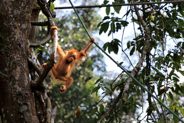 Obraz premium Borneo-Orang-Utan (Pongo pygmaeus) - Semenggoh Borneo Malaysia Asia