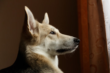 Cute shepherd dog looking out window inside the house
