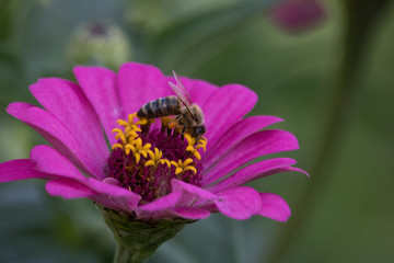 Bee on a flower closeup