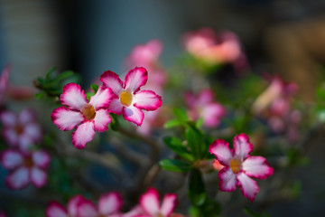 pink flowers in garden
