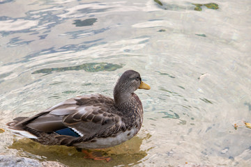 Duck