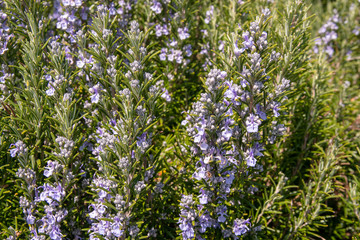 Fototapeta premium Close-up of a blooming rosemary plant (Rosmarinus officinalis), a woody, perennial herb with fragrant, evergreen, needle-like leaves and purple flowers, native to the Mediterranean region, Italy 