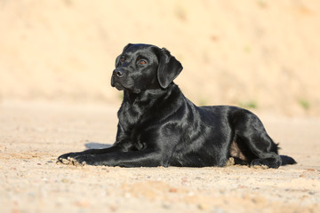 Labrador am Strand