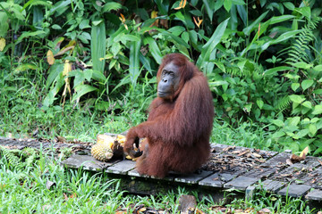 Borneo-Orang-Utan (Pongo pygmaeus) - Semenggoh Borneo Malaysia Asia