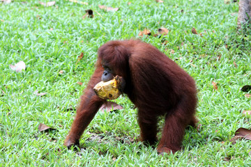 Borneo-Orang-Utan (Pongo pygmaeus) - Semenggoh Borneo Malaysia Asia © Christian