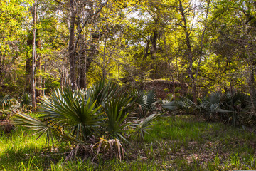 palm trees in the park