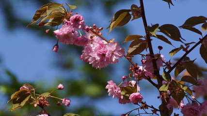 Zweig einer japanischen Zierkirsche gegen blauen Himmel Hintergrund
