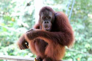 Borneo-Orang-Utan (Pongo pygmaeus) - Semenggoh Borneo Malaysia Asia