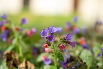 Fototapeta premium Purple and blue Gilliflowers in the grass. Slovakia 