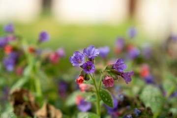 Purple and blue Gilliflowers in the grass. Slovakia	