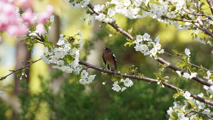 Buchfink weiblich sitzt auf einem Ast auf einem blühenden Kirschbaum