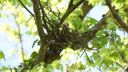 Altes Vogelnest im frisch grünen Baum