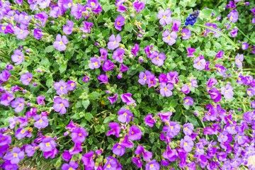 Naklejka premium Purple and blue Gilliflowers in the grass. Slovakia 