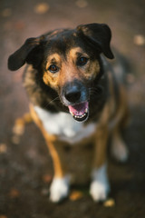 View from above at a beautiful mixed breed dog. Nice friendly dog pet on country road in the park...