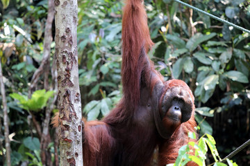 Borneo-Orang-Utan (Pongo pygmaeus) - Semenggoh Borneo Malaysia Asia