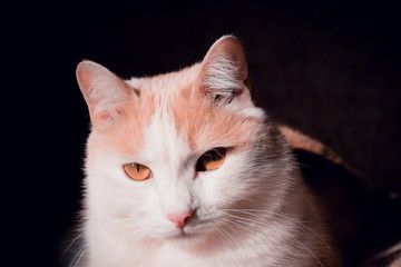 Portrait of a white-red cat.