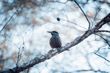 Nutcracker bird sitting on a branch.