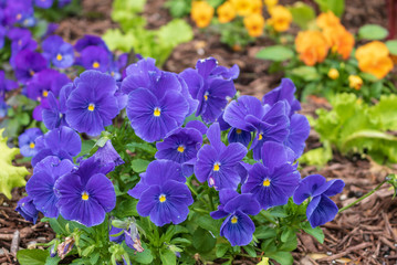Purple violas with blurred orange violas in the background