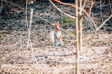 Squirrel stands on the ground.