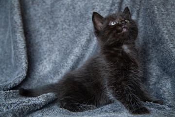 Chaton