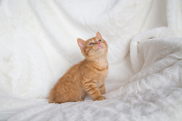 chaton roux