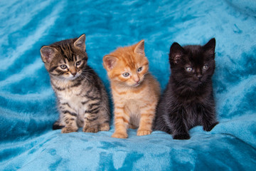 Trio de chatons